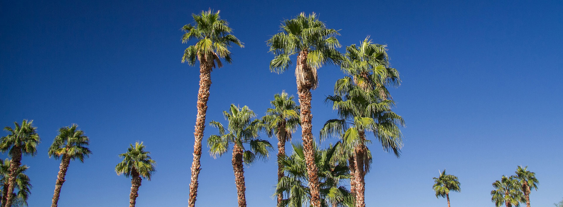 Palm-trees.jpg